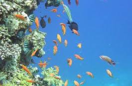 Sharm el Sheikh