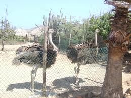 Struisvogelboerderij Aruba