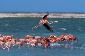 Flamingo's Curaçao