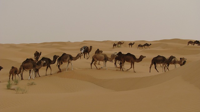 Vakantie Djerba Tunesië