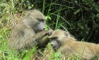 Arusha National Park Tanzania