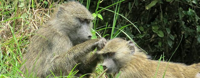 Arusha National Park Tanzania