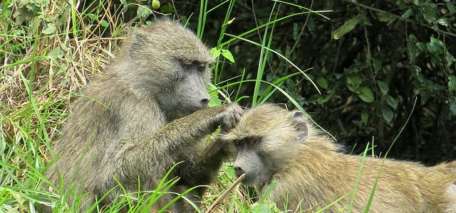 Arusha National Park Tanzania
