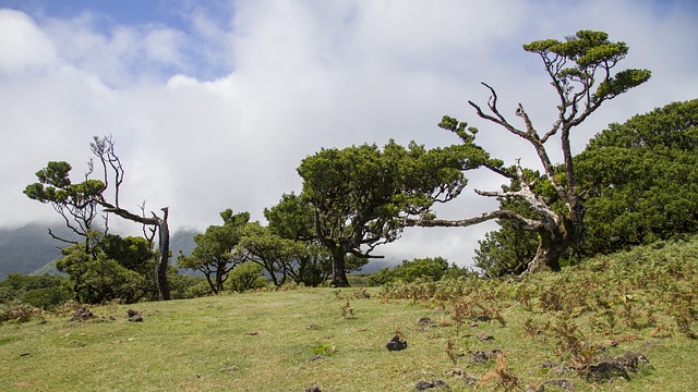 Madeira Portugal Laurierbomen