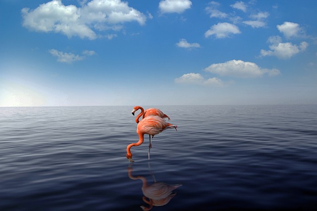 Vakantie op Aruba flamingo zee